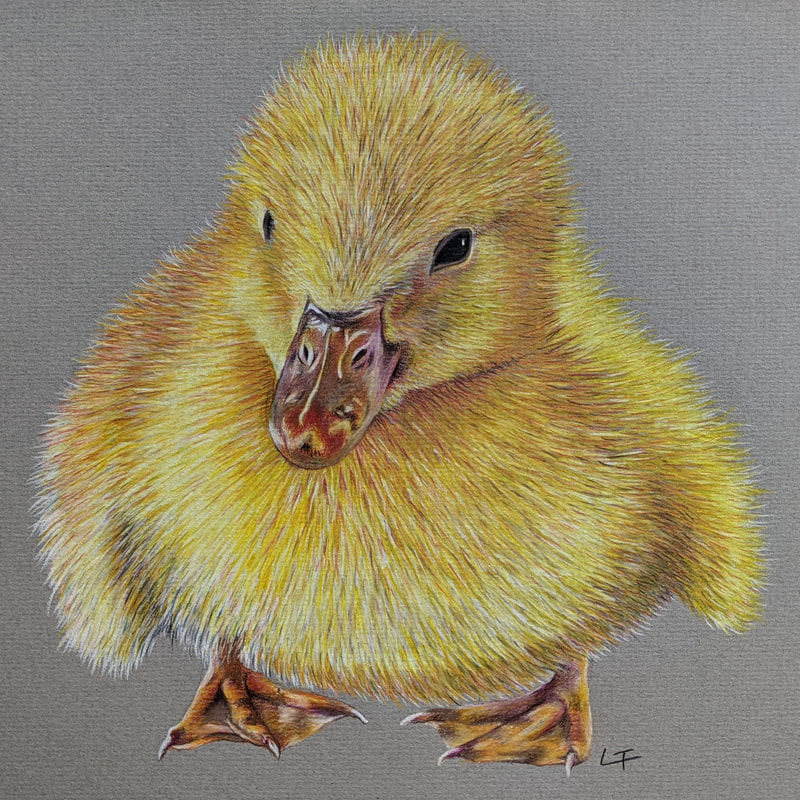 Coloured pencil art duckling duck artist Laurie Trenfield cuan wildlife rescue
