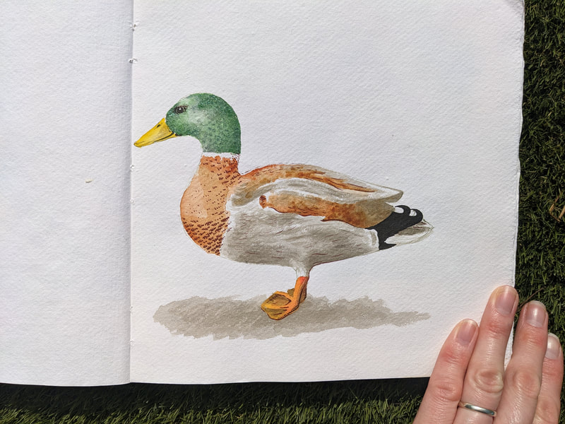 Duck mallard Whittington castle Shropshire animal portrait sketchbook artist and illustrator Laurie Trenfield 