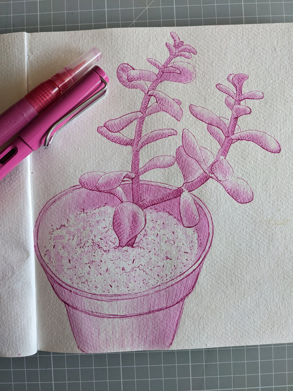 Sketchbook botanical art succulant plant illustration artist and illustrator Laurie trenfield