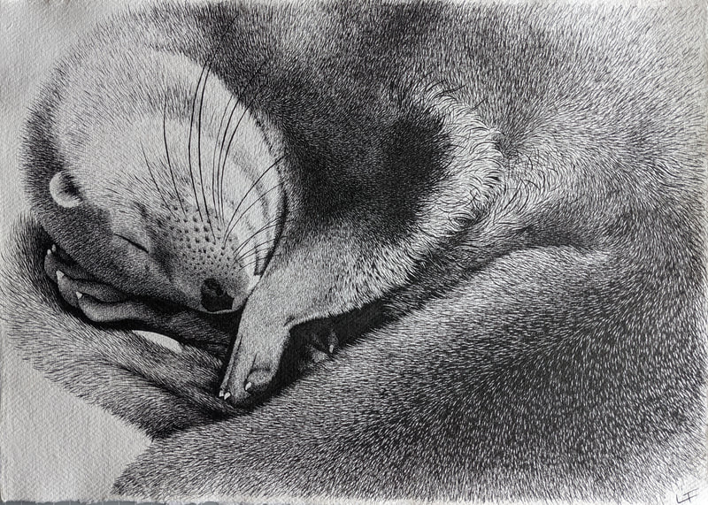 Otter animal artwork portrait ink drawing portrait artist Laurie Trenfield cuan wildlife rescue