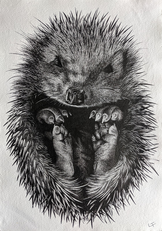 Hedgehog portrait animal art ink drawing artist Laurie Trenfield cuan wildlife rescue shropshire